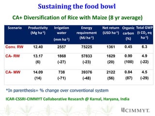 Sustainable Intensification in Maize Systems of South Asia | PPTX