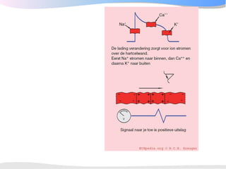 ECGpedia ECG course part I: Basic electrocardiography