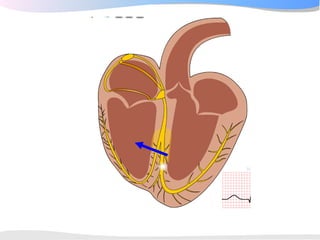 ECGpedia ECG course part I: Basic electrocardiography