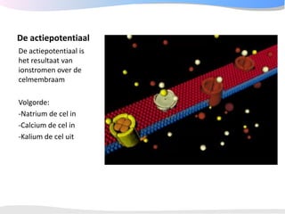 ECGpedia ECG course part I: Basic electrocardiography