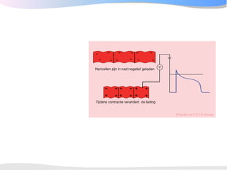 ECGpedia ECG course part I: Basic electrocardiography