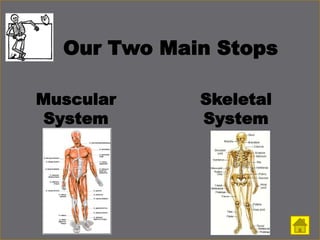 Our Two Main Stops
Muscular
System
Skeletal
System
 