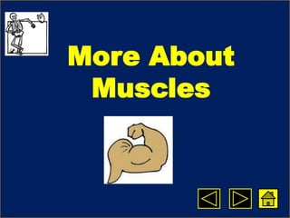 More About
Muscles
 
