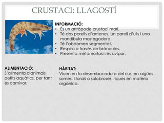 CRUSTACI: LLAGOSTÍ
                            INFORMACIÓ:
                            • És un artròpode crustaci marí.
                            • Té dos parells d’antenes, un parell d’ulls i una
                              mandíbula mastegadora.
                            • Té l’abdomen segmentat.
                            • Respira a través de brànquies.
                            • Presenta metamorfosi i és ovípar.


ALIMENTACIÓ:                  HÀBITAT:
S’alimenta d'animals          Viuen en la desembocadura del rius, en aigües
petits aquàtics, per tant     somes, litorals o salobroses, riques en matèria
és carnívor.                  orgànica.
 