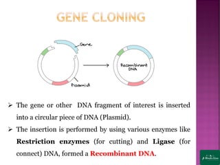 ➢ The gene or other DNA fragment of interest is inserted
into a circular piece of DNA (Plasmid).
➢ The insertion is performed by using various enzymes like
Restriction enzymes (for cutting) and Ligase (for
connect) DNA, formed a Recombinant DNA.
 