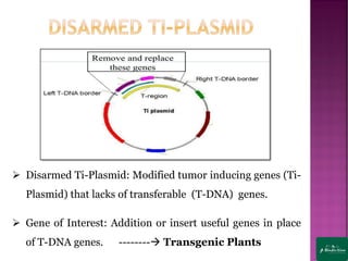 ➢ Disarmed Ti-Plasmid: Modified tumor inducing genes (Ti-
Plasmid) that lacks of transferable (T-DNA) genes.
➢ Gene of Interest: Addition or insert useful genes in place
of T-DNA genes. --------→ Transgenic Plants
 
