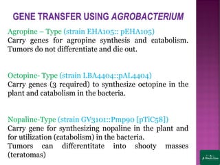 Agropine – Type (strain EHA105:: pEHA105)
Carry genes for agropine synthesis and catabolism.
Tumors do not differentiate and die out.
Octopine- Type (strain LBA4404::pAL4404)
Carry genes (3 required) to synthesize octopine in the
plant and catabolism in the bacteria.
Nopaline-Type (strain GV3101::Pmp90 [pTiC58])
Carry gene for synthesizing nopaline in the plant and
for utilization (catabolism) in the bacteria.
Tumors can differentitate into shooty masses
(teratomas)
 