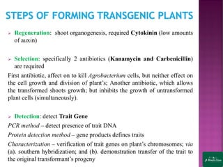 ➢ Regeneration: shoot organogenesis, required Cytokinin (low amounts
of auxin)
➢ Selection: specifically 2 antibiotics (Kanamycin and Carbenicillin)
are required
First antibiotic, affect on to kill Agrobacterium cells, but neither effect on
the cell growth and division of plant’s; Another antibiotic, which allows
the transformed shoots growth; but inhibits the growth of untransformed
plant cells (simultaneously).
➢ Detection: detect Trait Gene
PCR method – detect presence of trait DNA
Protein detection method – gene products defines traits
Characterization – verification of trait genes on plant’s chromosomes; via
(a). southern hybridization; and (b). demonstration transfer of the trait to
the original transformant’s progeny
 
