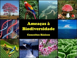 Ameaças à
Biodiversidade
Conceitos Básicos
1 2
7
3 4
8 9 10
5 6
 