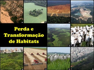 26 27
32
28 29
33 34 35
30 31
Perda e
Transformação
de Habitats
 