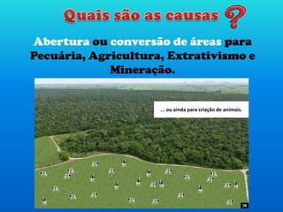 Abertura ou conversão de áreas para
Pecuária, Agricultura, Extrativismo e
Mineração.
Grandes porções de Áreas Nativas tem
sido sistematicamente desmatadas ...
... para abertura de novas áreas agrícolas
ou expansão das já existentes...
... ou ainda para criação de animais.
36
 