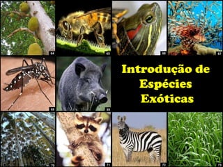 Introdução de
Espécies
Exóticas
64 65
70
66 67
71 72 73
68 69
 