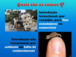 Introdução
intencional, por
exemplo, para fins
econômicos ou
comerciais.
Introdução não
intencional, por
acidente ou falta de
conhecimento.
76
77
 