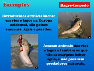 Introduzidos artificialmente
em rios e lagos na Europa
ocidental, são peixes
enormes, ágeis e pesados.
Atacam animais dos rios
e lagos e também os que
vão as margens beber
água, e não possuem
predadores naturais.
Bagre-torpedo
80
80
 