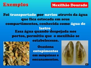 Foi transportado por navios através da água
que fica estocada em seus
compartimentos, conhecida como água de
lastro.
Ocasiona
entupimentos
em máquinas e
encanamentos.
Essa água quando despejada nos
portos, permitiu que o mexilhão se
estabelecesse.
Mexilhão Dourado
81 82
 