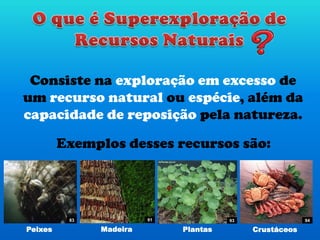 Consiste na exploração em excesso de
um recurso natural ou espécie, além da
capacidade de reposição pela natureza.
Exemplos desses recursos são:
Peixes Madeira Plantas Crustáceos
83 91 93 94
 