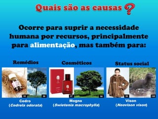 Ocorre para suprir a necessidade
humana por recursos, principalmente
para alimentação, mas também para:
Cosméticos Status socialRemédios
Cedro
(Cedrela odorata)
Mogno
(Swietenia macrophylla)
Vison
(Neovison vison)
97 98 99 10095 96
 