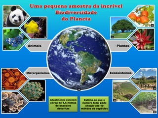 Ecossistemas
Plantas
Microrganismos
Animais
11
12
13
18
19
20
15
16
17
22
21
23
14
Atualmente existem
cerca de 1,5 milhão
de espécies
descritas
Estima-se que o
número total pode
chegar até 10
milhões de espécies
 