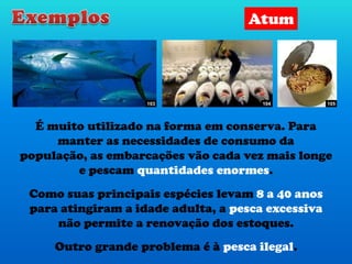 Como suas principais espécies levam 8 a 40 anos
para atingiram a idade adulta, a pesca excessiva
não permite a renovação dos estoques.
Outro grande problema é à pesca ilegal.
103 104 105
É muito utilizado na forma em conserva. Para
manter as necessidades de consumo da
população, as embarcações vão cada vez mais longe
e pescam quantidades enormes.
Atum
 