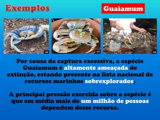 A principal pressão exercida sobre a espécie é
que em média mais de um milhão de pessoas
dependem desse recurso.
19106 107 108
Por causa da captura excessiva, a espécie
Guaiamum é altamente ameaçada de
extinção, estando presente na lista nacional de
recursos marinhos sobrexplorados.
Guaiamum
 