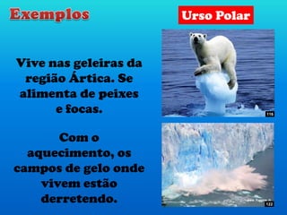 Vive nas geleiras da
região Ártica. Se
alimenta de peixes
e focas.
Com o
aquecimento, os
campos de gelo onde
vivem estão
derretendo.
Urso Polar
116
122
 