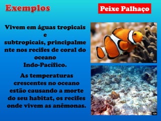 Vivem em águas tropicais
e
subtropicais, principalme
nte nos recifes de coral do
oceano
Indo-Pacífico.
As temperaturas
crescentes no oceano
estão causando a morte
do seu habitat, os recifes
onde vivem as anêmonas.
Peixe Palhaço
123
124
 