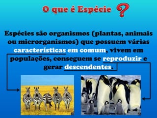 Espécies são organismos (plantas, animais
ou microrganismos) que possuem várias
características em comum, vivem em
populações, conseguem se reproduzir e
gerar descendentes.
24 25
 