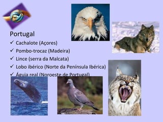 Portugal Cachalote (Açores) Pombo-trocaz (Madeira) Lince (serra da Malcata) Lobo ibérico (Norte da Península Ibérica) Águia real (Noroeste de Portugal) 