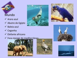 Mundo Arara azul Abutre do Egipto Baleia azul Cegonha Elefante africano Foca monge do mediterrâneo 