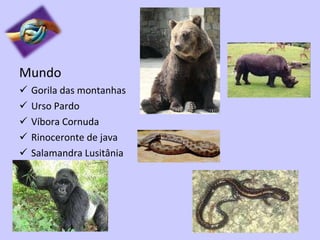 Mundo Gorila das montanhas Urso Pardo Víbora Cornuda Rinoceronte de java Salamandra Lusitânia 