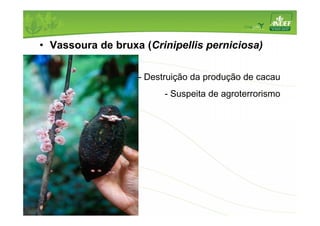 • Vassoura de bruxa (Crinipellis perniciosa) 
- Destruição da produção de cacau 
- Suspeita de agroterrorismo 
 