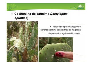 • Cochonilha do carmim ( Dactylopius 
opuntiae) 
• Introduzida para extração de 
corante carmim, transformou-se na praga 
da palma-forrageira no Nordeste. 
 