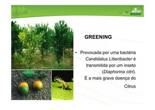 GREENING 
• Provocada por uma bactéria 
Candidatus Liberibacter é 
transmitida por um inseto 
(Diaphorina citri). 
É a mais grave doença do 
Citrus 
 