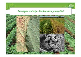 Ferrugem da Soja - Phakopsora pachyrhizi 
 