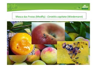Mosca das Frutas (Medfly) - Ceratitis capitata (Wiedemann) 
 