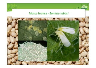Mosca branca - Bemisia tabaci 
 