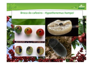 Broca do cafeeiro - Hypothenemus hampei 
 