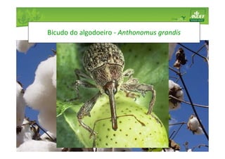 Bicudo do algodoeiro - Anthonomus grandis 
 