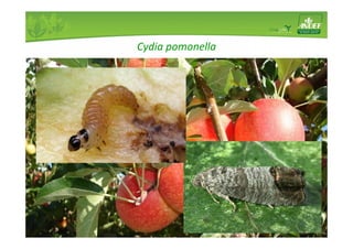 Cydia pomonella 
 