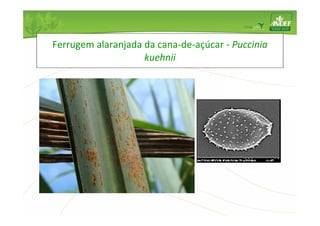 Ferrugem alaranjada da cana-de-açúcar - Puccinia 
kuehnii 
 