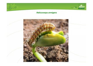 Helicoverpa armígera 
 