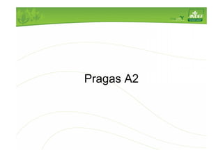 Pragas A2 
 