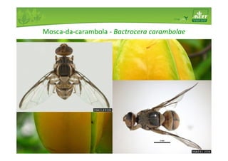 Mosca-da-carambola - Bactrocera carambolae 
 