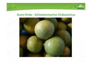 Ácaro Hindu - Schizotetranychus hindustanicus 
 