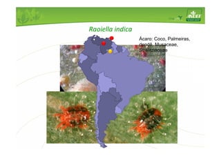 Raoiella indica 
Ácaro: Coco, Palmeiras, 
dendê, Musaceae, 
Strelitziaceae 
 