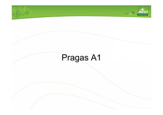 Pragas A1 
 