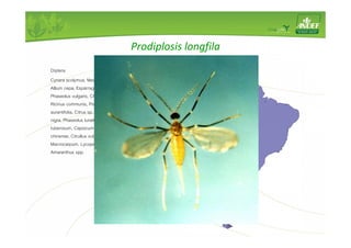 Prodiplosis longfila 
Díptera 
Cynara scolymus, Medicago sativum, Gossypium spp., 
Allium cepa, Espárrago, Spinacea oleracea, Fragaria vesca, 
Phaseolus vulgaris, Chenopodium murale, Solanum nigrum, 
Ricinus communis, Pisum sativum v. Macrocarpum, Citrus 
aurantifolia, Citrus sp, Tagetes erecta, Cucumis melo, Morus 
nigra, Phaseolus lunatus, Persea americana, Solanum 
tuberosum, Capsicum annuum, Cucumis sativus, Capsicum 
chinense, Citrullus vulgaris, Glicyne max, Pisum sativum v. 
Macrocarpum, Lycopersicon esculentum, Vitis vinifera, 
Amaranthus spp. 
 