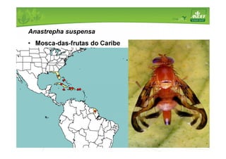 Anastrepha suspensa 
• Mosca-das-frutas do Caribe 
 