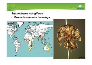 Sternochetus mangiferae 
• Broca da semente da manga 
 