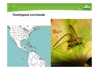 Toxotrypana curvicauda 
 